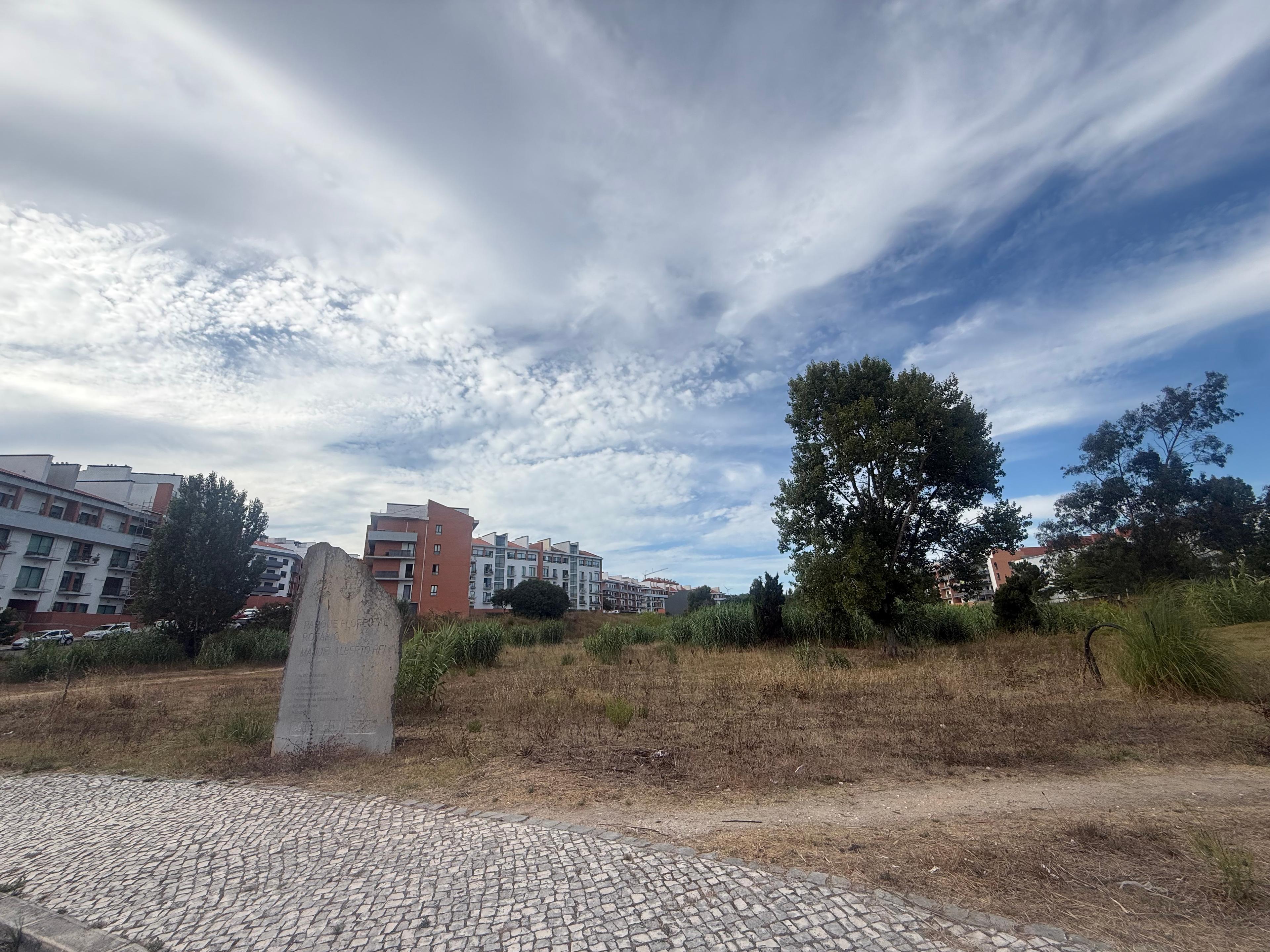 Parque florestal seco, mato ao abandono